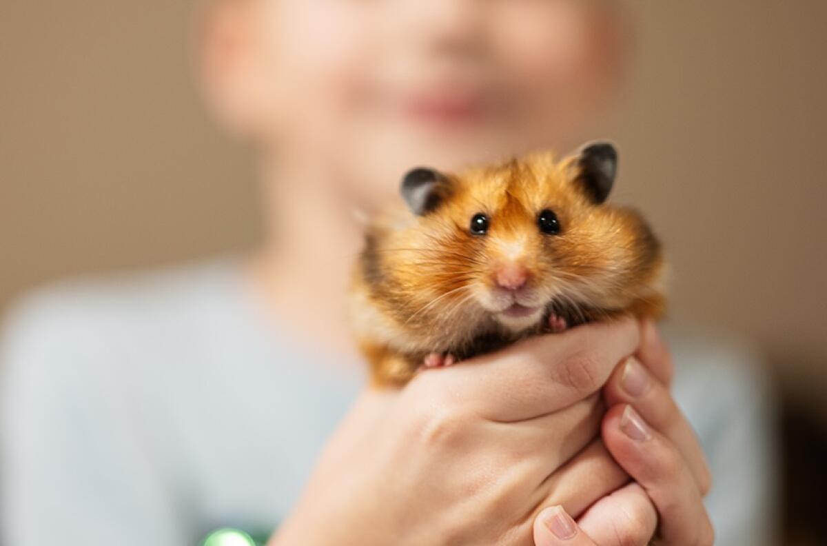 Thứ 4 này được dự đoán là một ngày khá yên bình và thuận lợi với người tuổi Tý